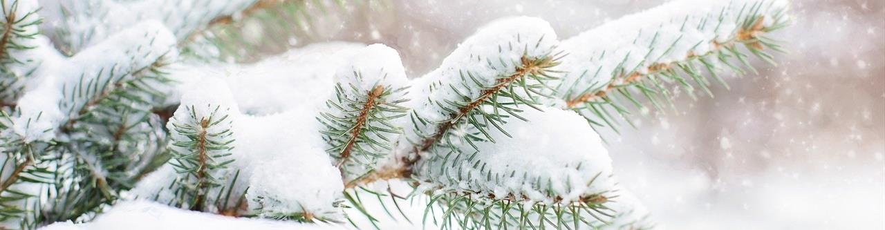 snow-in-pine-tree-g1d4bd3e24_1920